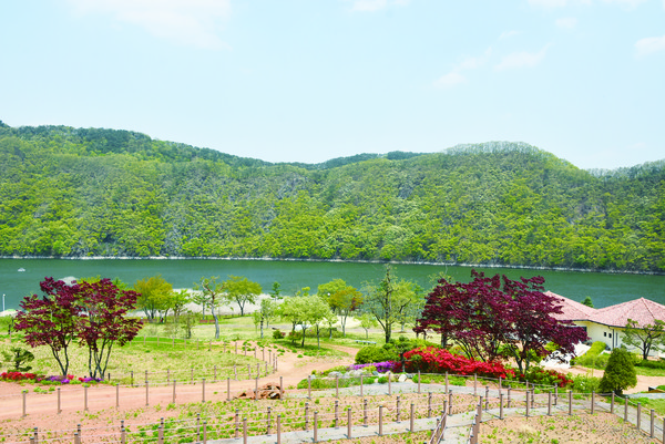 장계관광지내 카페 프란스가 위치한 언덕에서 보여지는 풍경. 원색의 아름다운 꽃들과 푸른 나무들 그리고 대청호가 아름답게 어우러져 있다.