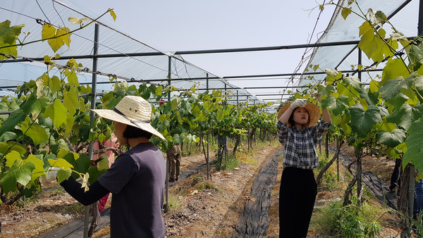 충북 옥천군 청산면 직원들이 한 포도농가를 찾아 일손돕기를 펼치고 있다.