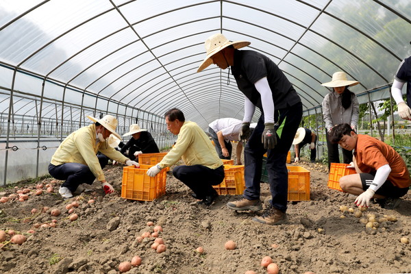 옥천군 농업기술센터 직원들이 감자캐기를 돕고 있다.