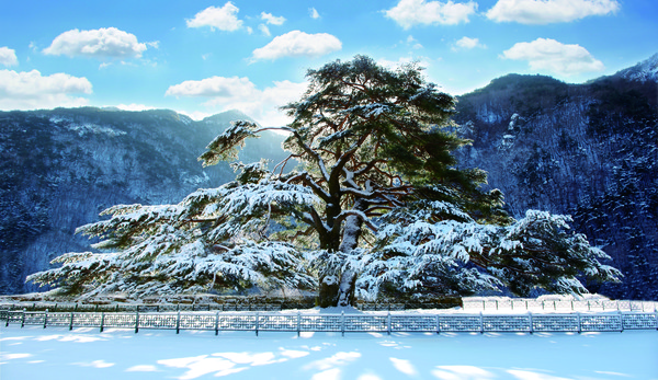 속리산 정이품송의 부인 소나무. 보은군 장안면 서원계곡에 있으며 수령 600년 된 천연기념물 352호다. 흰 눈에 덮인 부인 소나무에 강한 햇빛이 내리쬐고 있다.