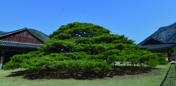 경북 청도 운문사 일명 처진 소나무. 수령 400년 된 천연기념물 180호다. 처진 가지는 동쪽으로 8.4m, 서쪽 9.2m, 남쪽 10.3m, 북쪽으로 10m 뻗어있다.