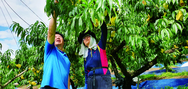 송찬두 대표와 그의 부인 이점순 여사가 탐스럽게 열린 복숭아를 수확하고 있다.