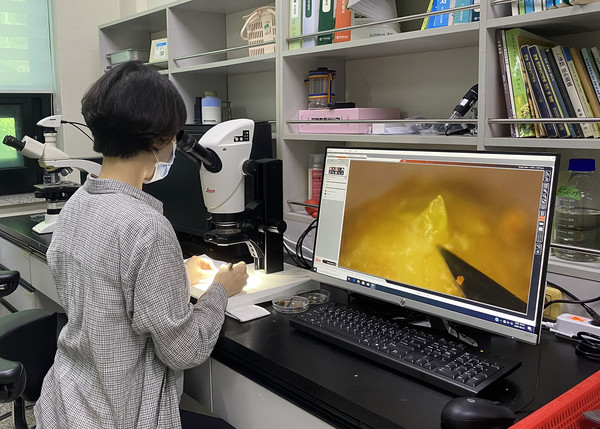 농업기술센터 관계자가 꽃눈 분화 검경을 실시하고 있다.