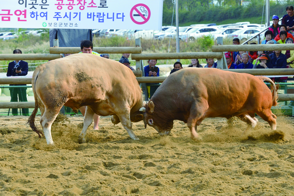 보은에서 열린 소싸움 대회, 두 소들이 팽팽하게 힘겨루기를 하고 있다.
