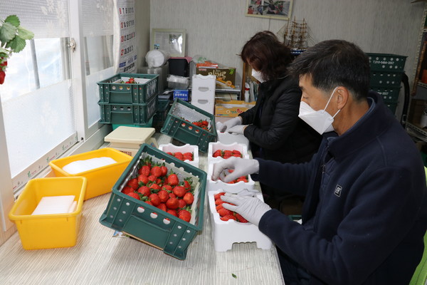 한현수·백명화 부부가 수확한 딸기를 포장하고 있다.