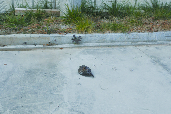 아파트 주변에 널려있는 비둘기 사체들