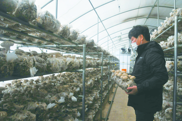 홍길표 대표가 버섯 수확을 위해  버섯배지를 살펴보고 있다.