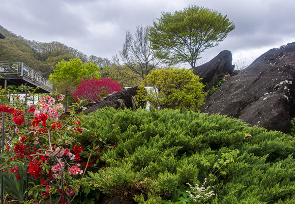 옥천의 명소로 아름다운 천상의 정원 ‘수생식물학습원’의 봄이 무르익어 가고 있다.