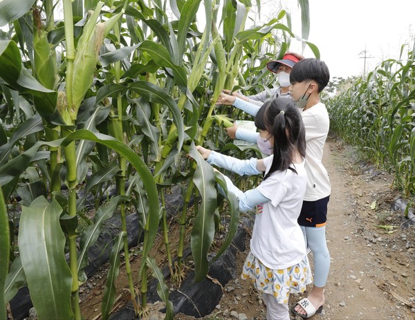축제에 참여한 아이들이 옥수수 수확 체험을 하고 있다.