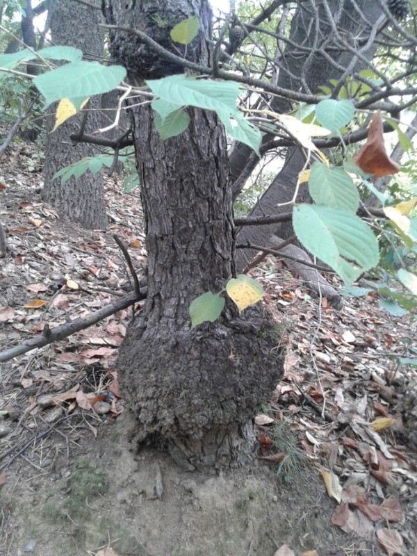 아프거나 병든 나무가 있으면 공립나무병원에 의뢰하면 정확한 진단을 통해 도움을 받을 수 있다.