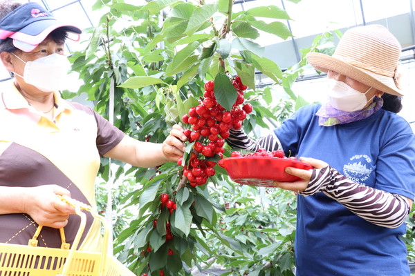 박 대표 부부가 체리를 수확하고 있다.