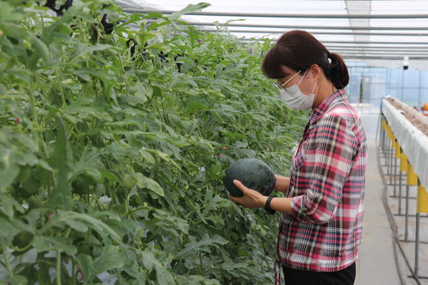 농업기술센터 관계자가 딸기 재배시설(하이베드)에서 수확한 미니수박을 살펴보고 있다.