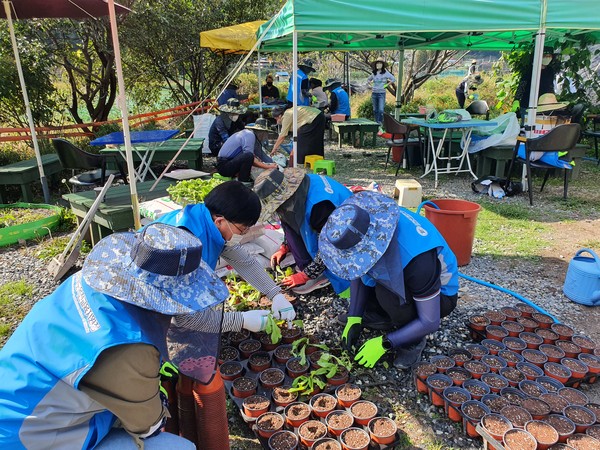 옥천교육청 직원들이 꽃모종 작업을 돕고 있다.