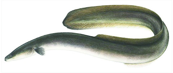 대청호의 장어는 뱀처럼 길고 힘이 아주 좋다.