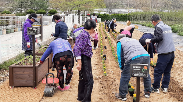 지난 14일 마을 주민들이 ‘라온뜰문화체험농장’에서 꽃차 모종 공동식재 작업을 하고 있다.